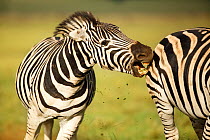 Zebra (Equus quaggai) stallion biting rear of another male during a fight, Rietvlei Nature Reserve, Gauteng Province, South Africa, December.