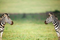 Two Zebras (Equus quaggai) looking at each other, Rietvlei Nature Reserve, Gauteng Province, South Africa, December.
