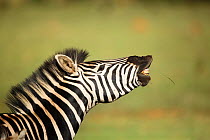 Zebra (Equus quaggai) stallion flehmen response, Rietvlei Nature Reserve, Gauteng Province, South Africa, November.
