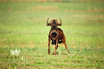 Black wildebeest (Connochaetes gnou) Rietvlei Nature Reserve, Gauteng Province, South Africa, November.