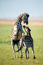 Two Zebra (Equus quagga) stallions fighting, Rietvlei Nature Reserve, Gauteng Province, South Africa, October.