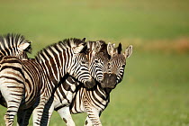 Three Zebras (Equus quagga) nuzzling up to each other, Rietvlei Nature Reserve, Gauteng Province, South Africa, October.