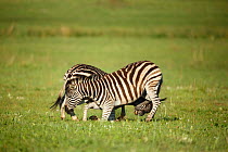 Two male Zebras (Equus quagga) fighting, Rietvlei Nature Reserve, Gauteng Province, South Africa, October.
