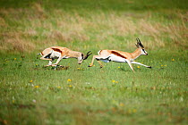Two Springbok (Antidorcas marsupialis) rams chasing each other, Rietvlei Nature Reserve, Gauteng Province, South Africa, October.