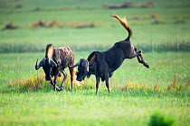 Two Black wildebeest (Connochaetes gnou) one kicking out back legs, Rietvlei Nature Reserve, Gauteng Province, South Africa, October.
