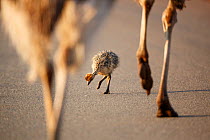 Ostrich (Struthio camelus) chick pecking ground near the legs of two adults walking, Rietvlei Nature Reserve,  Gauteng Province, South Africa, October.