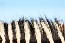 Zebra (Equus quagga) close up of mane, Rietvlei Nature Reserve, Gauteng Province, South Africa.