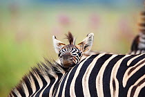 Zebra (Equus quagga) baby resting head on adult's back, Rietvlei Nature Reserve, Gauteng Province, South Africa, January.