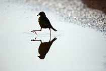 Orange throated longclaw (Macronyx capensis) silhouetted, walking through shallow water, Rietvlei Nature Reserve, Gauteng Province, South Africa, February.