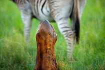 Tree stump used as a rubbing post with Zebra (Equus burchellii) behind, Rietvlei Nature Reserve, Gauteng Province, South Africa.