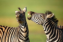 Two Zebra (Equus quagga) stallions fighting, Rietvlei Nature Reserve, Gauteng Province, South Africa, February. (This image may be licensed either as rights managed or royalty free.)