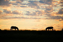 Two Zebras (Equus quagga) grazing, silhouetted at dawn, Rietvlei Nature Reserve, Gauteng Province, South Africa, February.