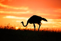 Ostrich (Struthio camelus) silhouetted at sunrise, Rietvlei Nature Reserve, Gauteng Province, South Africa, January.
