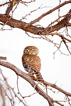 Pearl spotted owl (Glaucidium perlatum) perched on branch, Kgalagadi Transfrontier Park, Northern Cape Province, South Africa, December.