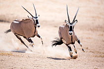 Two Gemsbok (Oryx gazella) chasing during fight, Kgalagadi Transfrontier Park, Northern Cape Province, South Africa, December.