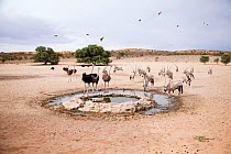 Gemsbok (Oryx gazella) and Ostriches (Struthio camelus) at a small waterhole, Kgalagadi Transfrontier Park, Northern Cape Province, South Africa, December.
