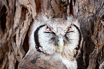 Giant eagle owl (Bubo lacteus) sleeping, Kgalagadi Transfrontier Park, Northern Cape Province, South Africa, December. (This image may be licensed either as rights managed or royalty free.)