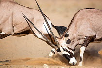 Two Gemsbok (Oryx gazella) fighting, Kgalagadi Transfrontier Park, Northern Cape Province, South Africa, December.