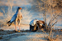 Honey badger (Mellivora capensis) feeding with Pale chanting goshawk (Melierax canorus) standing nearby, Kgalagadi Transfrontier Park, Northern Cape Province, South Africa.