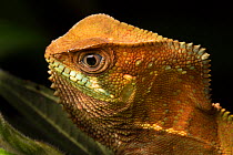 RF - Head portrait of Helmeted Basilisk (Corytophanes cristatus) Osa Peninsula, Costa Rica. (This image may be licensed either as rights managed or royalty free.)
