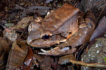 Smoky jungle frog (Leptodactylus savageii / pentadactylus) this huge frog can reach up to 185mm and will eat mammals, Osa Peninsula, Costa Rica