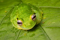 Yellow-flecked glassfrog (Sachatamia albomaculata) portrait, Osa Peninsula, Costa Rica.