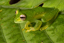 Yellow-flecked glassfrog (Sachatamia albomaculata) the fleshy fold along posterior lower margin of forearm that is a diagnostic feature of this species can be clearly seen,  Osa Peninsula, Costa Rica