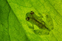 RF - Reticulated Glass Frog (Hyalinobatrachium valerioi) backlit showing highly translucent body. Osa Peninsula, Costa Rica. (This image may be licensed either as rights managed or royalty free.)