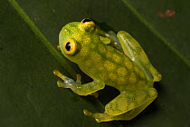 Reticulated glass frog (Hyalinobatrachium valerioi) Osa Peninsula, Costa Rica