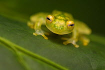 RF - Reticulated Glass Frog (Hyalinobatrachium valerioi) Osa Peninsula, Costa Rica. (This image may be licensed either as rights managed or royalty free.)