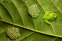 RF - Fleischmann's Glassfrog (Hyalinobatrachium fleischmanni) male attending eggs on underside of leaf. Osa Peninsula, Costa Rica. (This image may be licensed either as rights managed or royalty free....
