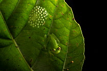 Fleischmann's glassfrog (Hyalinobatrachium fleischmanni) male attending eggs on the underside of a leaf overhanging a rainforest stream, the male will occasionally sit on the egg mass and empty his bl...