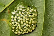 Fleischmann's glassfrog (Hyalinobatrachium fleischmanni) developing tadpoles in jelly on underside of a leaf overhanging a rainforest stream, Osa Peninsula, Costa Rica.