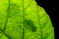 Fleischmann's glassfrog (Hyalinobatrachium fleischmanni) male attending eggs on the underside of a leaf overhanging a rainforest stream, the male will occasionally sit on the egg mass and empty his bl...