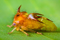 Froghopper (Cercopoidea) Osa Peninsula, Costa Rica