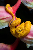 RF - Eyelash Pit Viper (Bothriechis schlegelii). Osa Peninsula, Costa Rica. (This image may be licensed either as rights managed or royalty free.)