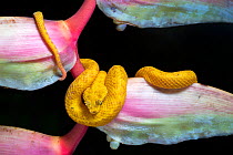 Eyelash pit viper (Bothriechis schlegelii) yellow morph on Heliconia, Osa Peninsula, Costa Rica