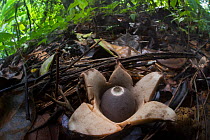 Earth star fungus (Geastraceae) emerging from leaf litter on rainforest floor, Corcovado National Park, Osa Peninsula, Costa Rica