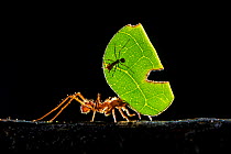 Leaf-cutter ant (Atta cephalotes) carrying pieces of leaf that they have harvested back to their underground fungus garden in their nest, Osa Peninsula, Costa Rica