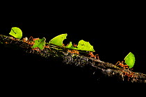 Leaf-cutter ants (Atta cephalotes) carrying pieces of leaf that they have harvested back to their underground fungus garden in their nest, Osa Peninsula, Costa Rica