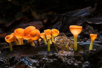 Cup fungus (Cookeina sp) growing on decaying wood on the rainforest floor, Corcovado National Park, Osa Peninsula, Costa Rica
