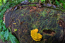 Slime mould (Physarum sp) plasmodium growing across rotting wood, Osa Peninsula, Costa Rica