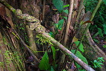 Eyelash pit viper (Bothriechis schlegelii) Corcovado National Park, Osa Peninsula, Costa Rica