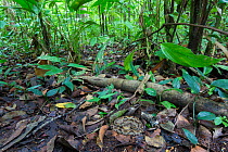 Fer-de-lance (Bothrops asper) camouflaged on the rainforest floor, Corcovado National Park, Osa Peninsula, Costa Rica