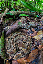 RF - Fer-de-lance (Bothrops asper) camouflaged on rainforest floor. Corcovado National Park, Osa Peninsula, Costa Rica. (This image may be licensed either as rights managed or royalty free.)