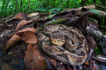 Fer-de-lance (Bothrops asper) camouflaged on the rainforest floor, Corcovado National Park, Osa Peninsula, Costa Rica