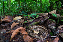 Fer-de-lance (Bothrops asper) camouflaged on the rainforest floor. Corcovado National Park, Osa Peninsula, Costa Rica