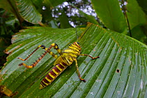Giant grasshopper (Tropidacris cristata) subadult, Corcovado National Park, Osa Peninsula, Costa Rica
