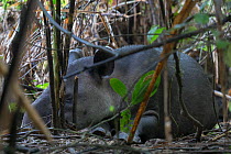 Baird's tapir (Tapirus bairdii) sleeping in dense rainforest, Corcovado National Park, Osa Peninsula, Costa Rica, IUCN Red List Endagered species.