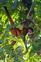 Black-handed spider monkey (Ateles geoffroyi) Corcovado National Park, Osa Peninsula, Costa Rica. IUCN Red List Endangered species.